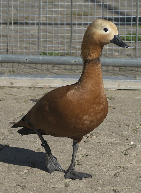 击并取