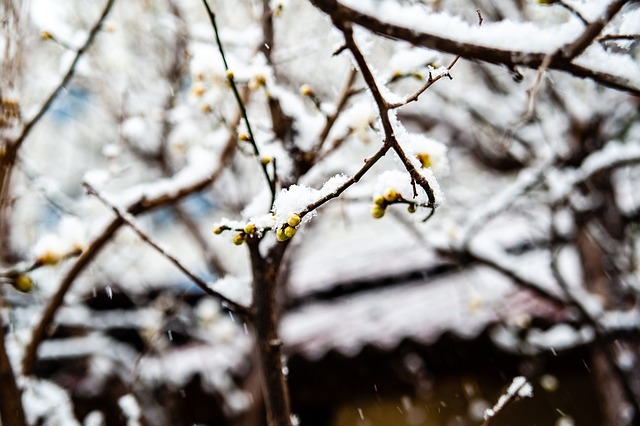 虽历经风霜
