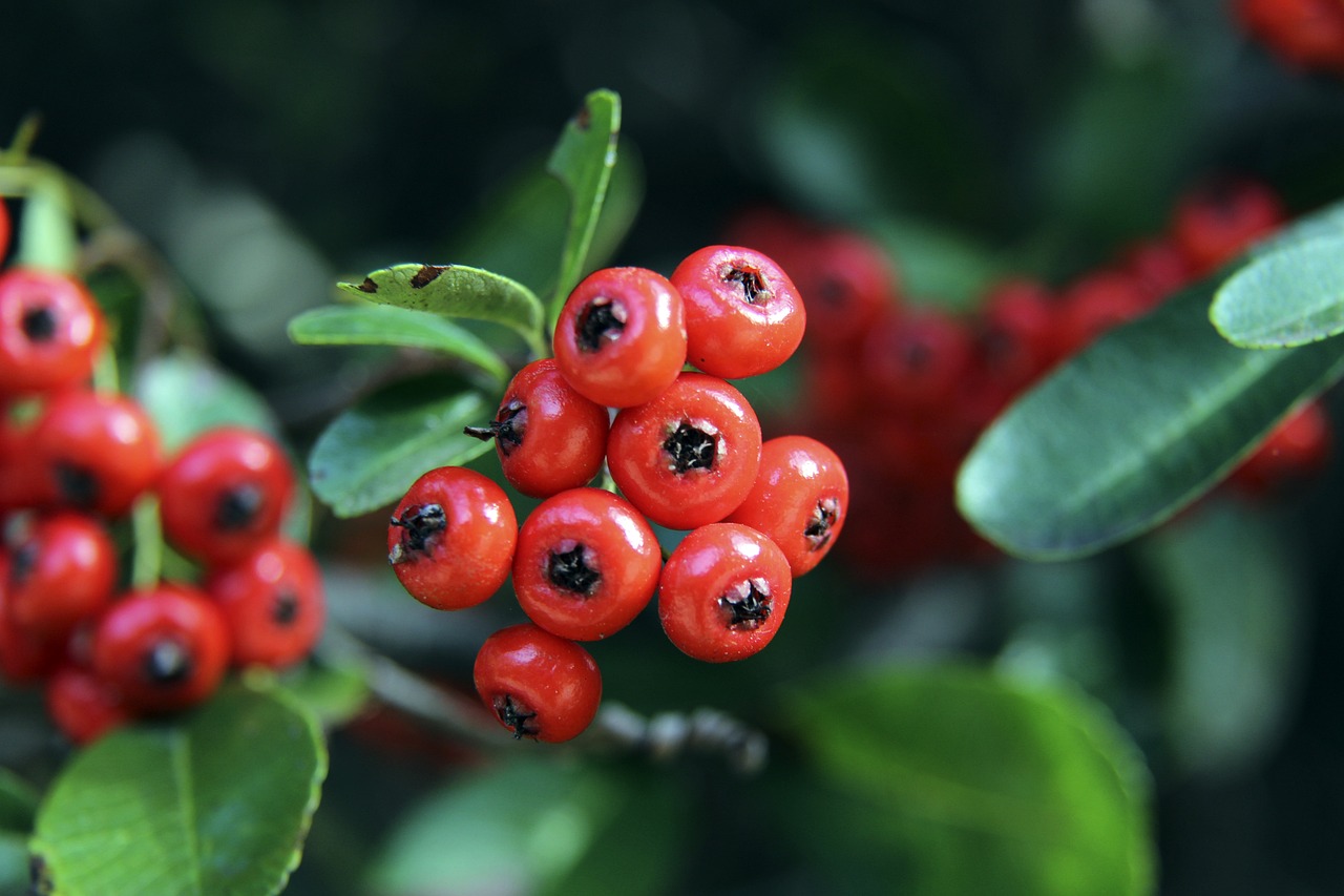 欧文提及的 欧文提及的